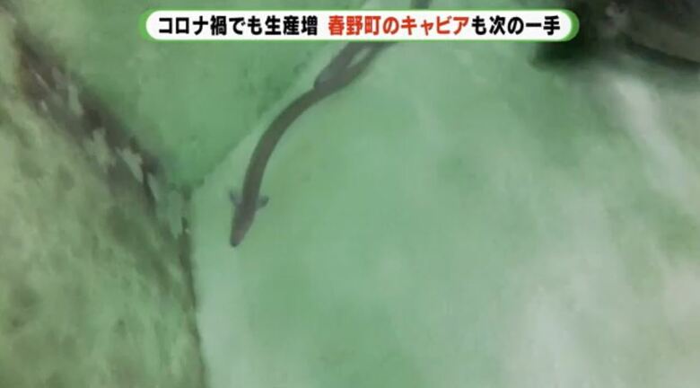 ウナギで水質管理