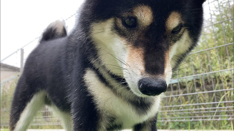 ミミズに遭遇した様子