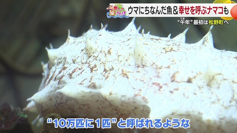 特別展示の「白いナマコ」