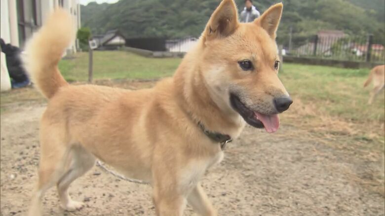 山陰柴犬