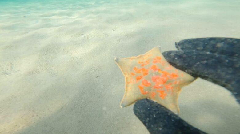 イトマキヒトデ