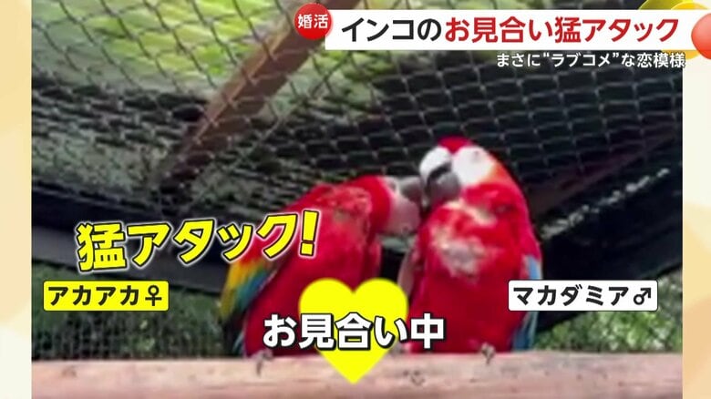 メスが猛アタックしている