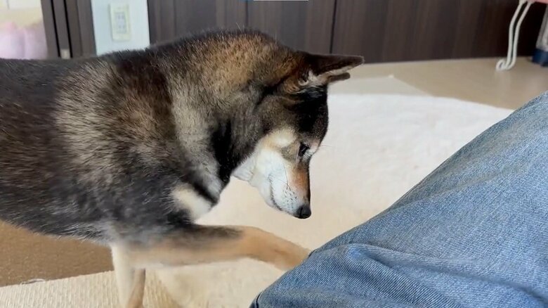 前足で遠慮がちにチョイチョイ