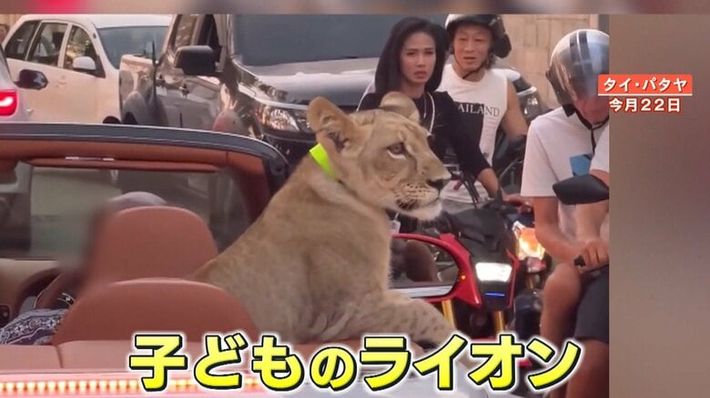 後部座席に乗っているのは、子どものライオン