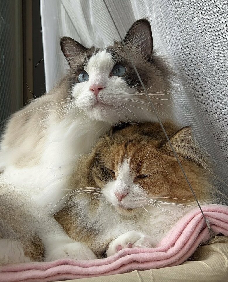 ぴったりくっついて仲良し