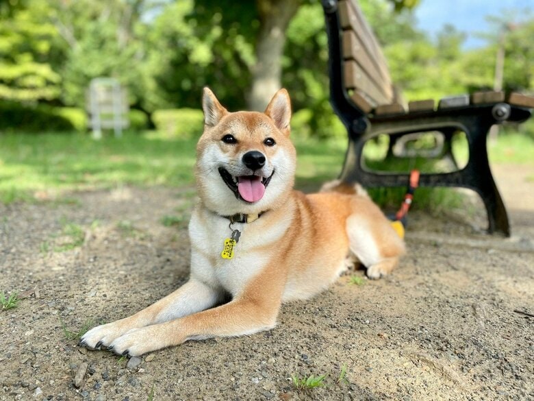 提供：柴犬勇者むぎさん