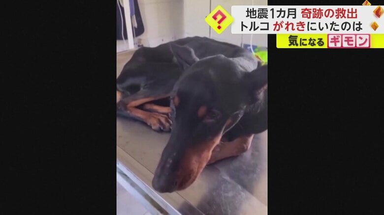 子犬に寄り添う母犬
