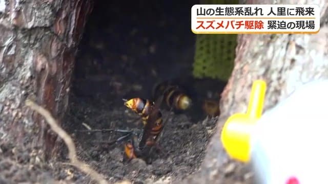 木の洞などに巣をつくる習性がある