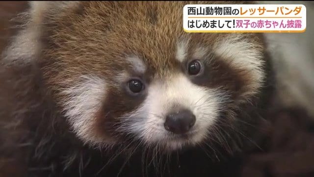 名前も募集中