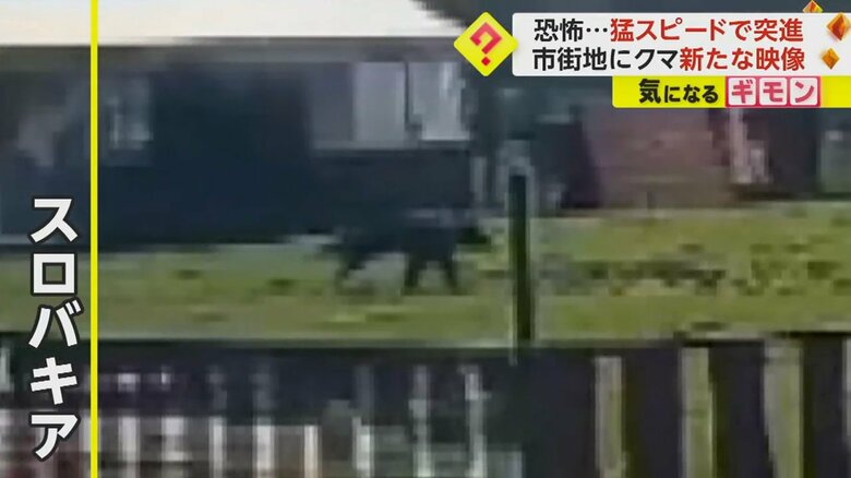 中央ヨーロッパ・スロバキアの市街地に現れたクマ