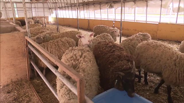 羊毛利用で飼育していなかったので生地開発に苦労