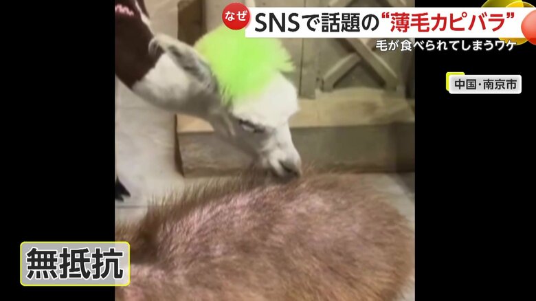 夢中で毛をむさぼるアルパカ（中国SNSより）