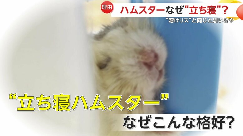 意図的ではなく、持ちげられてこのような格好になってしまったというハムスター