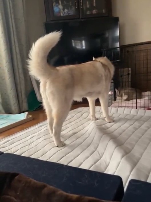 提供：ココとイチのままちゃん