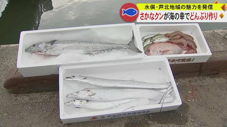 不知火海でとれた新鮮な海の幸