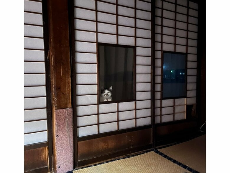 提供：いのうえもんぺさん