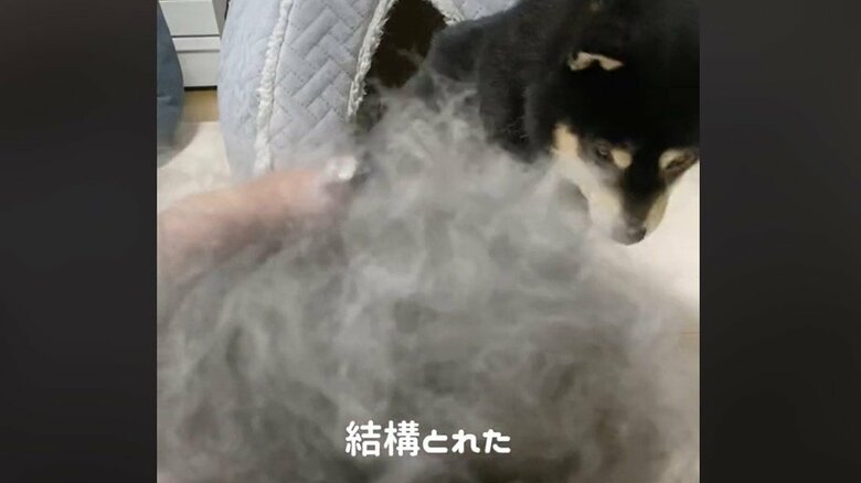 毛玉ができるほどとれた。後ろの表情に注目