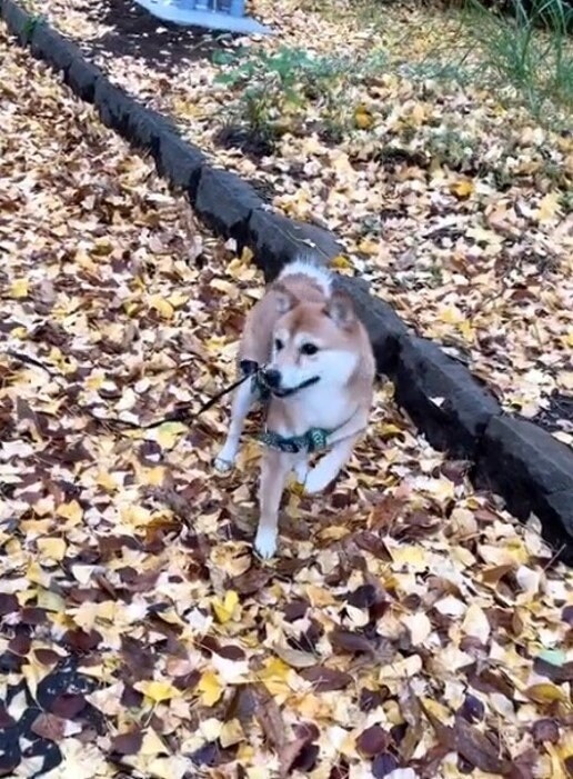 提供：kurararara4466さん