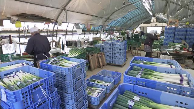 細くてもいい…注文が増えたネギ生産者も