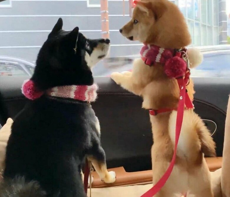 提供：豆柴あさのんさん