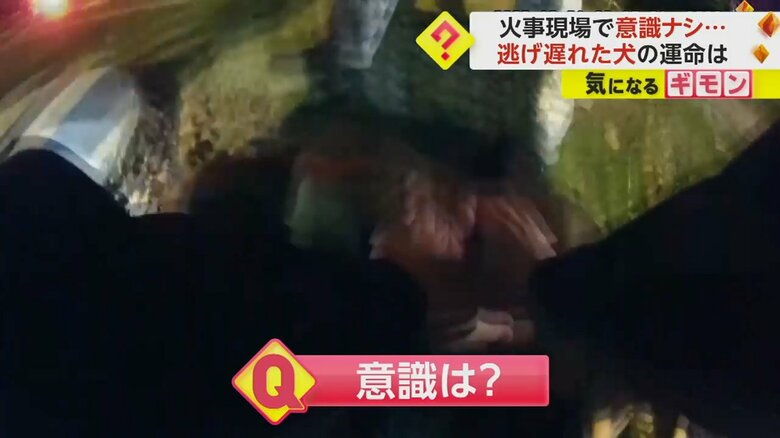 意識を失っているこの家の5歳の飼い犬