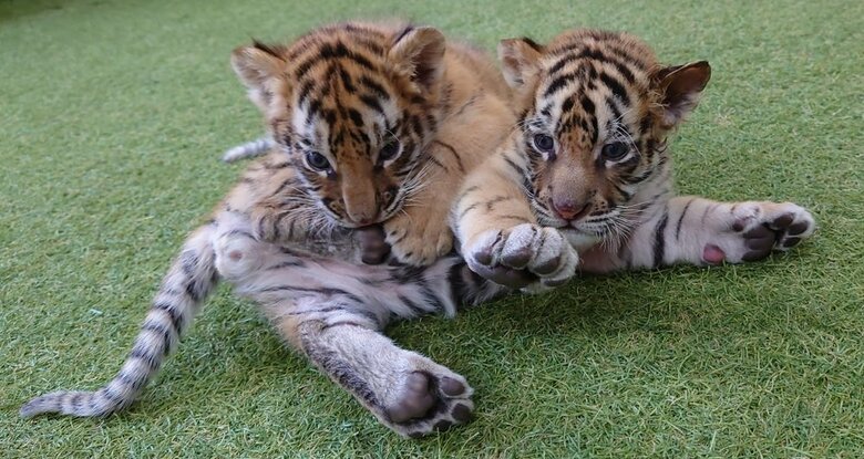 左：四葉ちゃん　右：琥珀くん（1月24日撮影）