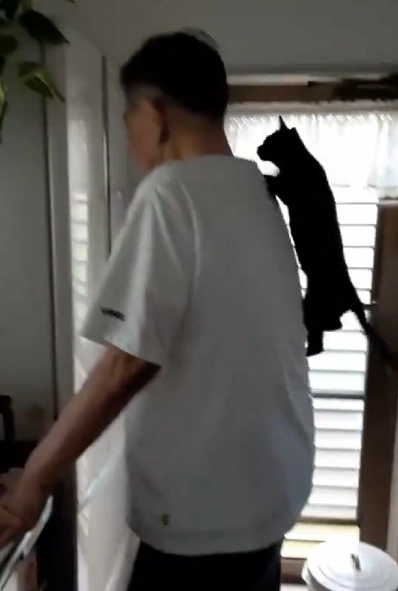 キャットタワーと化す父親と、上るルルちゃん