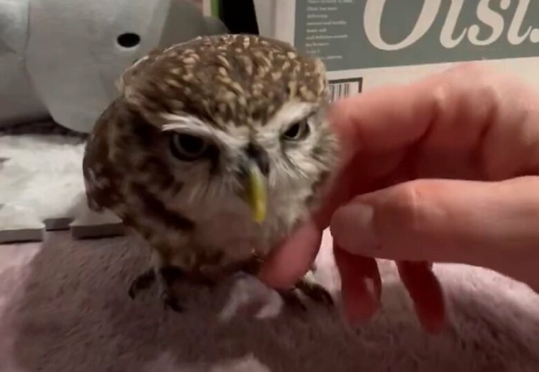 飼い主さんからなでなで