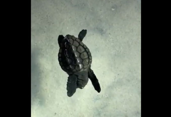 こちらは別のウミガメ。やはり猫のように顔をこすっている…（出典：道の駅ウミガメ公園公式twitter @umigamekouen）