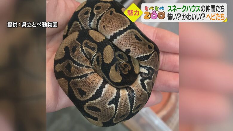 ボールのように丸まるボールニシキヘビ
