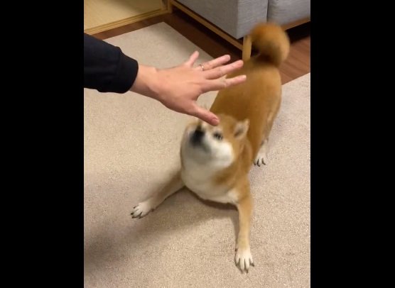 華麗なステップ