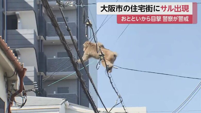両手足を器用に使い、電線をつたって歩く