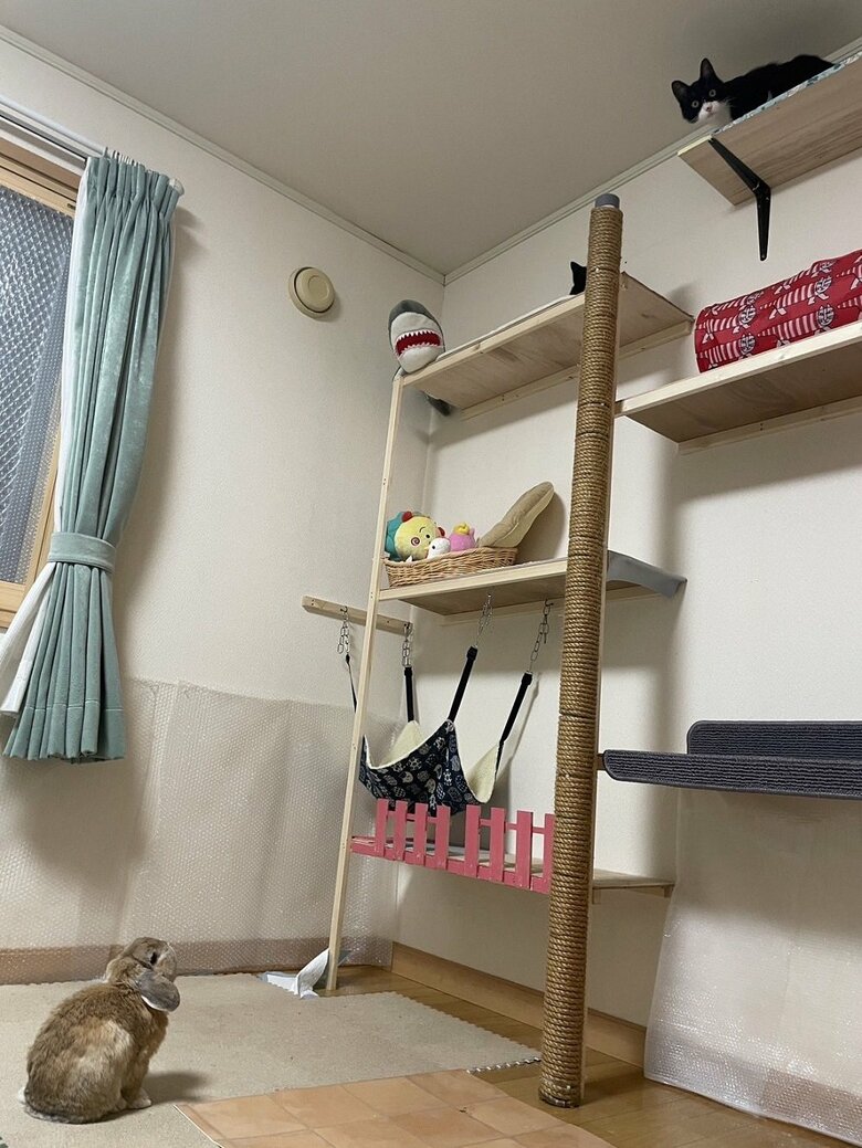 高い場所にいる猫2匹を見上げるきなおくん