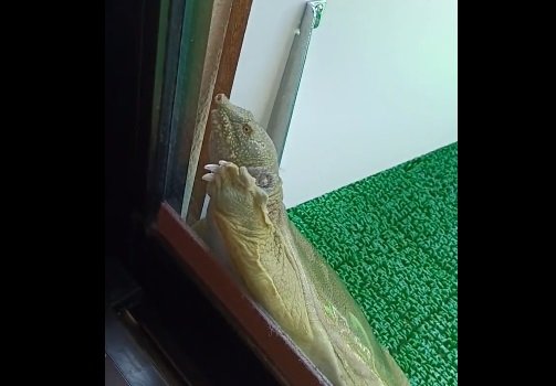 サッシをひっかくさんちゃん。傷防止のためサッシには保護テープを貼っているそう