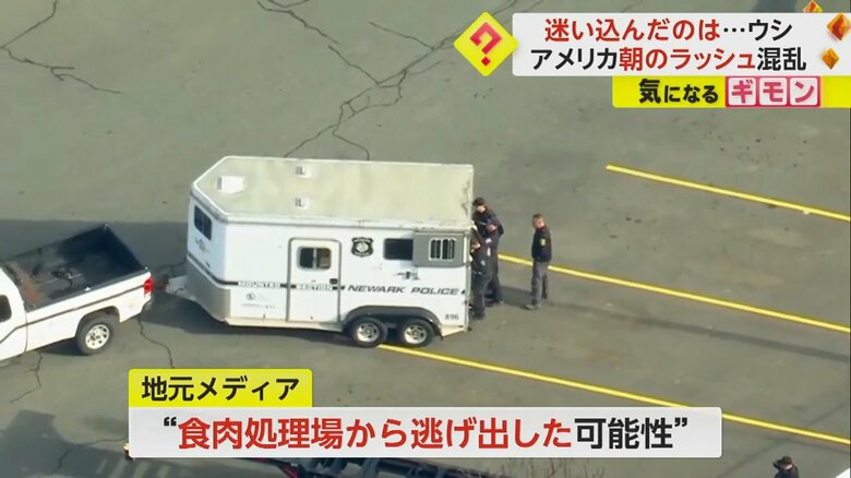 ウシは近くの食肉処理場から逃げ出した可能性があるという