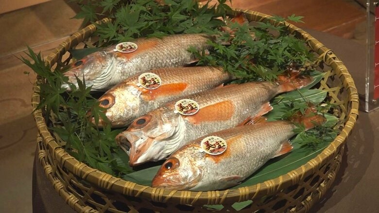 高規格ノドグロ「美宝」