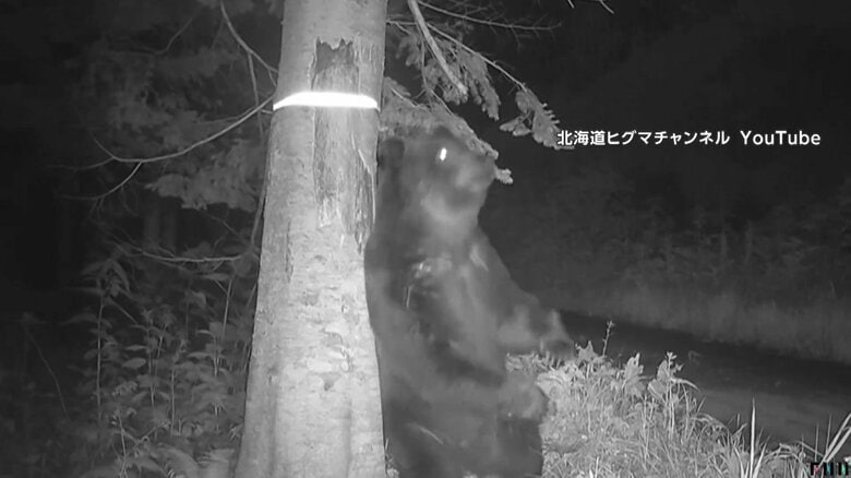 オスグマがメスに存在をアピールするための“背こすり”