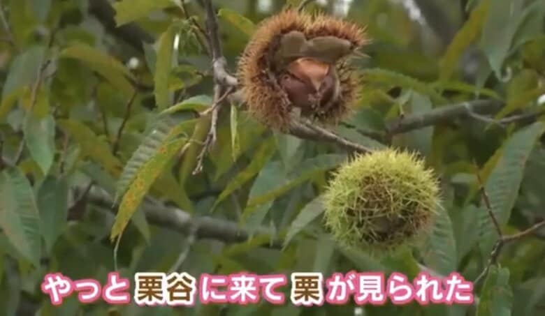 「栗谷でやっと栗が見られた！」と喜ぶ辰已アナ