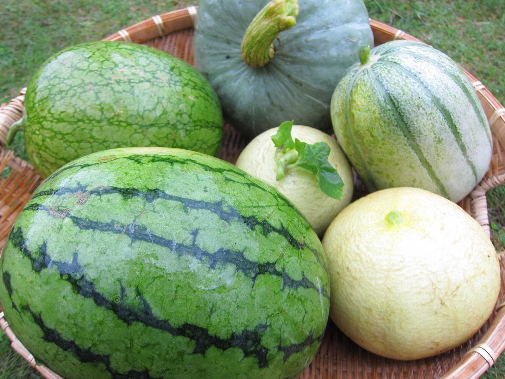 苦いズッキーニ は要注意 身近な野菜に潜む 食中毒 の危険