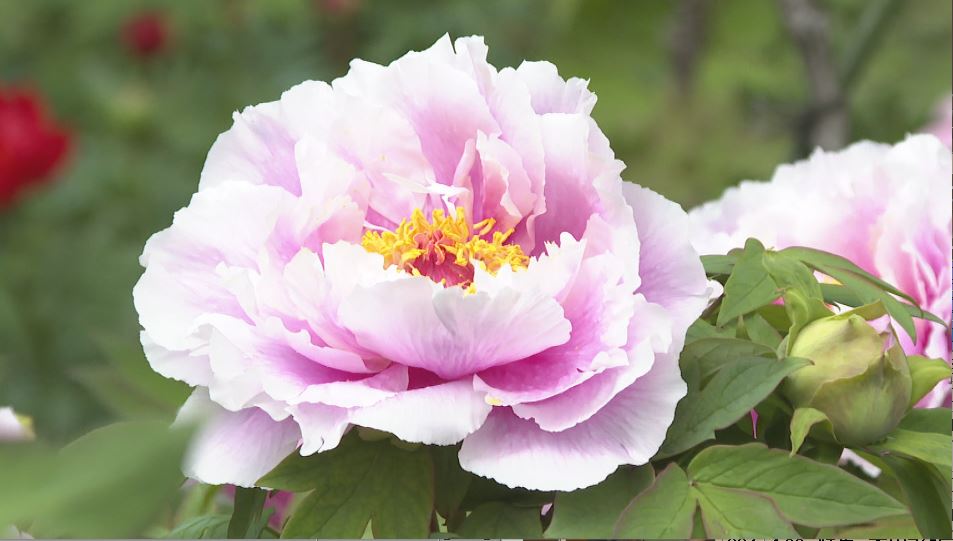 「優しい気持ちに」ボタンの花が見頃　暖かさで開花が早まり、GW中が1番の見頃に　120種・1300株以上が植えられた玄向寺　長野・松本市