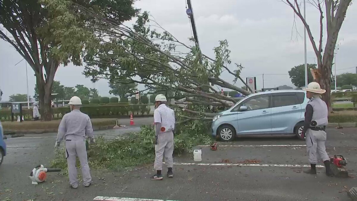 8階建てビル級”25メートルの大木が倒れ車9台を直撃 なぜ折れた？｜FNN