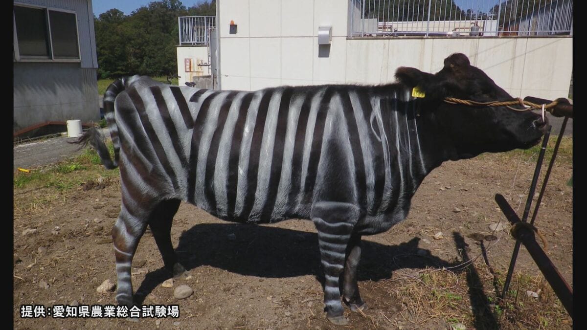畜産業への活用にも期待…牛をシマ模様にした“シマウシ”で虫よけ効果