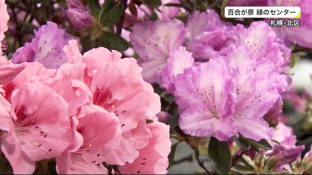 一足早い春の訪れ アザレア展 北海道内 最大級 約140品種 温室内に鮮やかに咲き誇る 一足早い春の訪れ アザレア展 北海道内 最大級 約140品種 温室内に鮮やかに咲き誇る