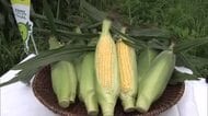 「朝どり」にこだわり…香川県は生産量中四国１位　観音寺市でスイートコーンの収穫作業ピーク【香川】