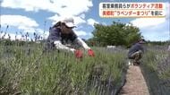 「ラベンダーまつり」6日開幕　客室乗務員が香り楽しみながら花の手入れ　秋田・美郷町