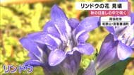 朝の陽射しで開き、日が落ちるころには閉じる　リンドウの花　和歌山・那智勝浦町のお寺で見ごろ迎える