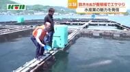 長崎市の鈴木市長がブランド魚の養殖場でエサやり体験