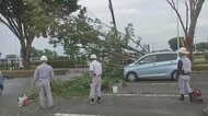 “8階建てビル級”25メートルの大木が倒れ車9台を直撃　なぜ折れ…