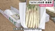 春の味覚・特産品の「山うど」出荷　最盛期　兵庫・豊岡市