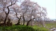 会津若松市・石部桜　樹齢約650年　歴史を感じさせる特別なひとときを《ふくしま桜紀行2025》
